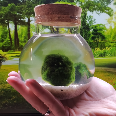Marimo Moss 2