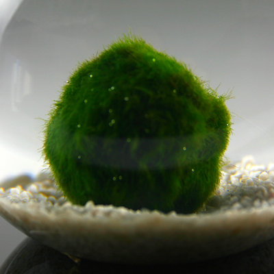 Marimo M 