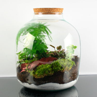 Terrário "Salgueiro"