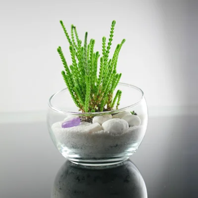 Crassula com Ametista