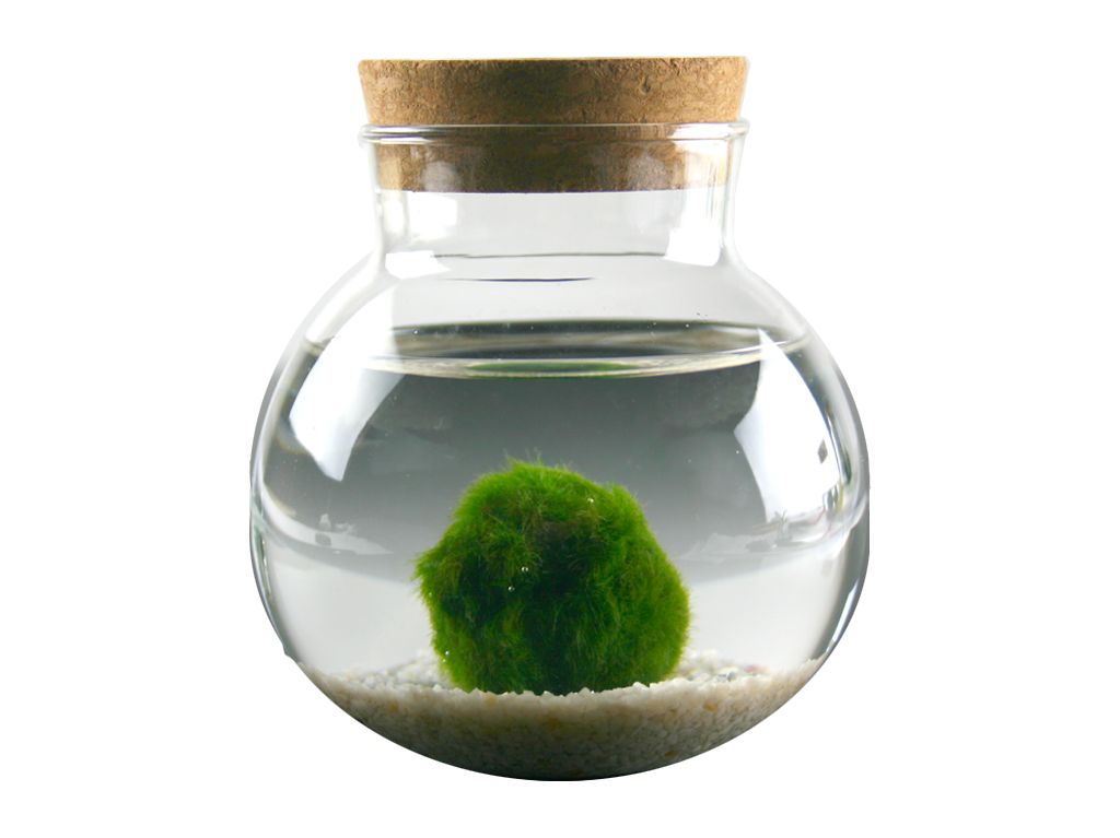A primeira loja dedicada ao Marimo em Portugal - Pequena esfera viva que traz calma ao teu espaço - Adota aqui o teu Marimo